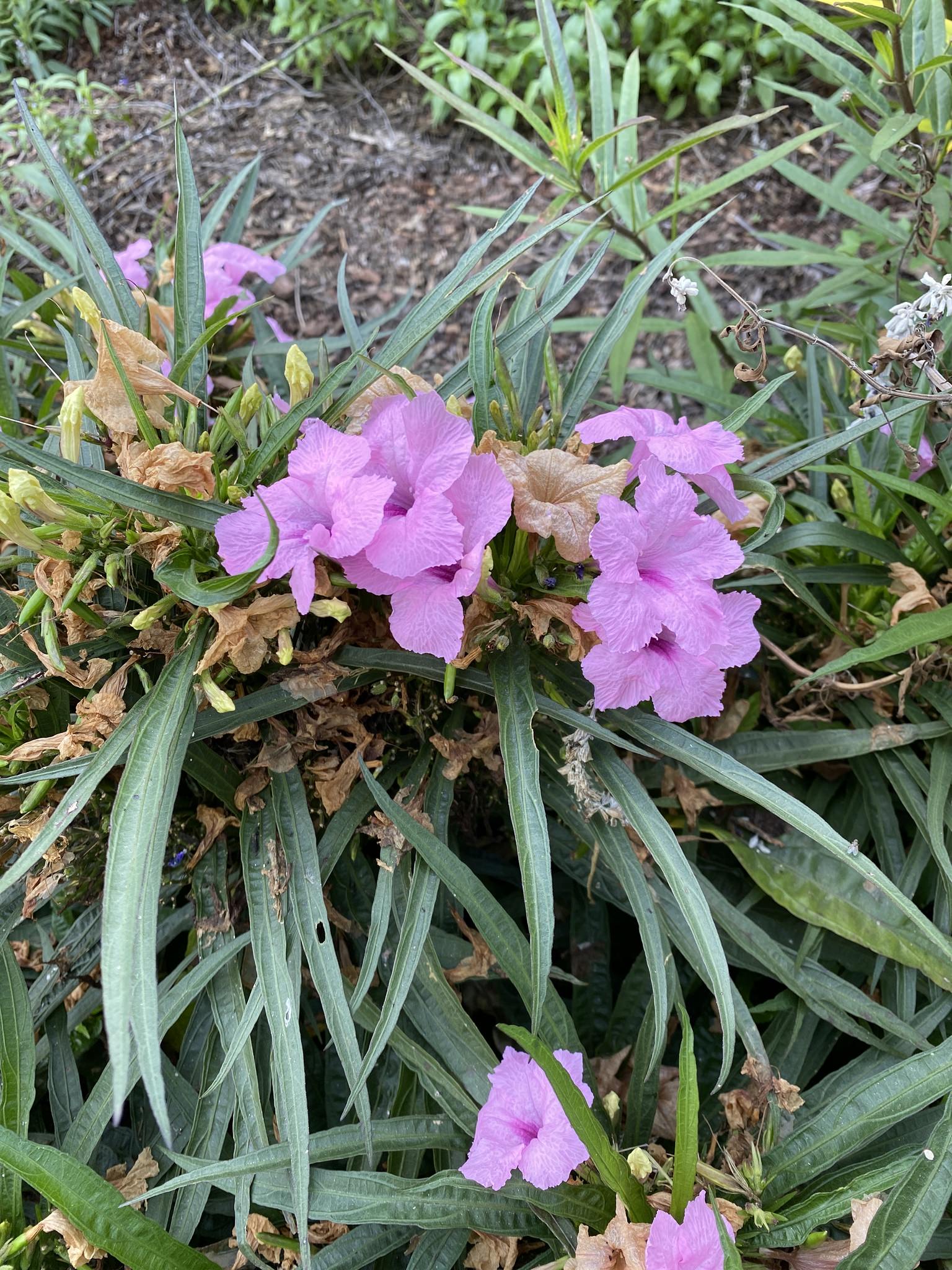 Ruellia brittoniana